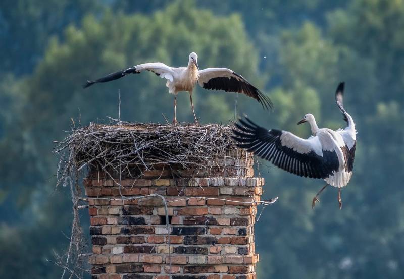 Professional Chimney Animal Removal Services in Bonita, California