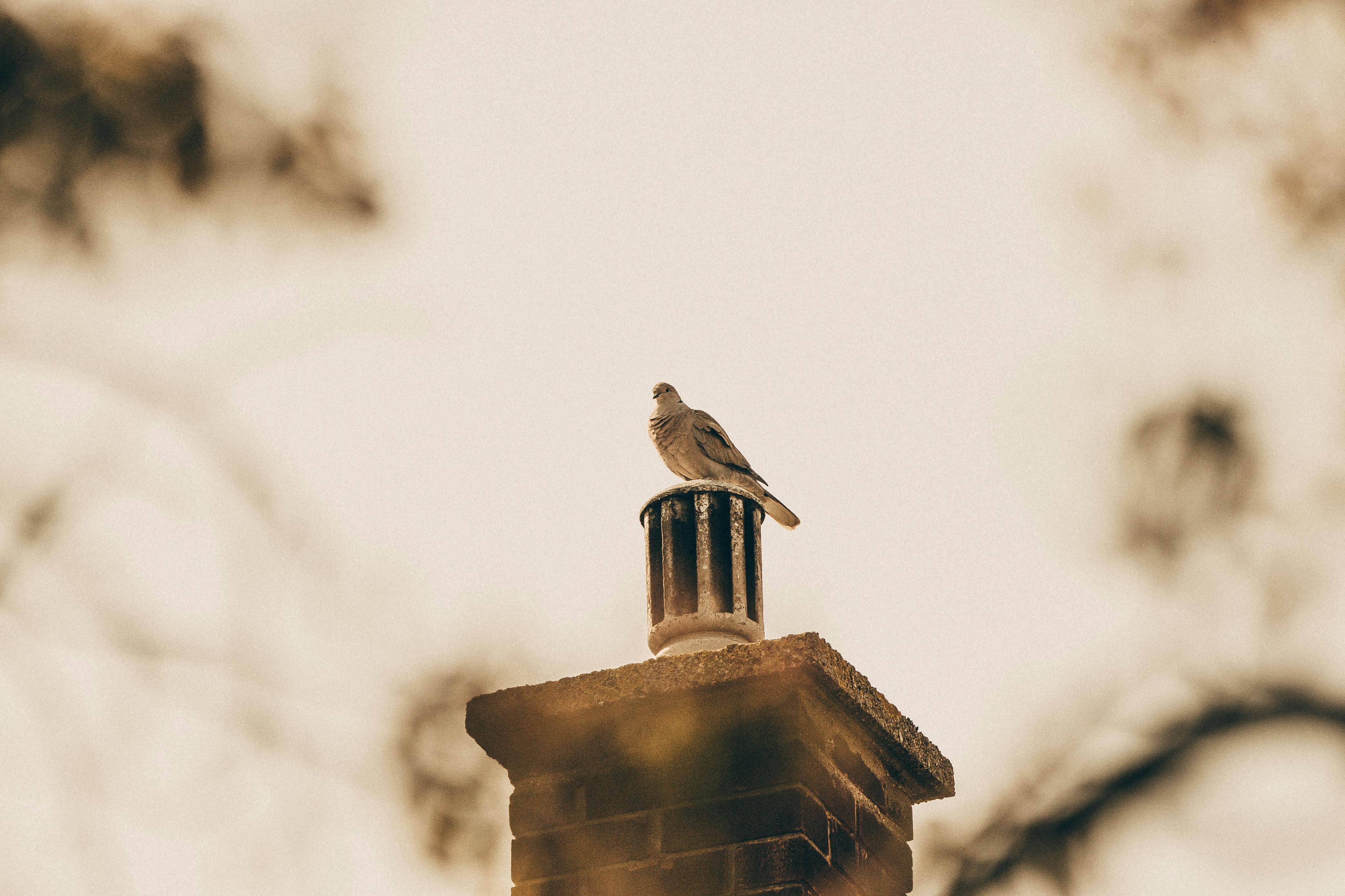 Expert Chimney Cap Installation in Bonita, California